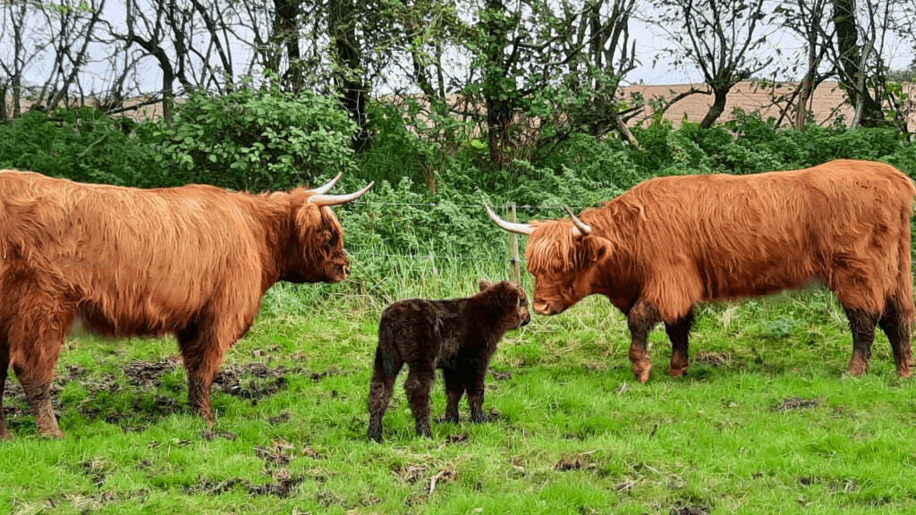 Scottish Highland Cattle, Dybvad Mølle
