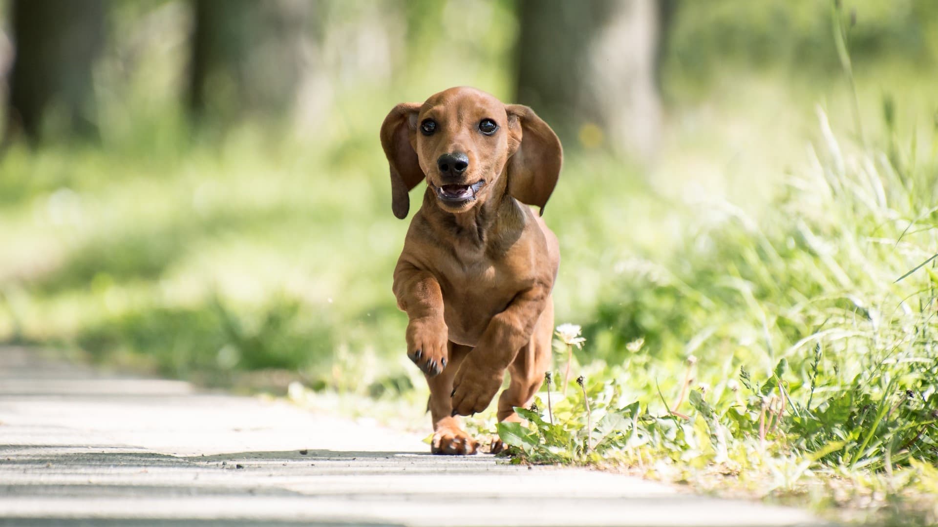 Dog forest - Frederikshavn